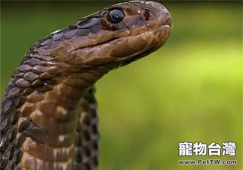 森林眼鏡蛇的品種簡介(1圖)-寵物台灣