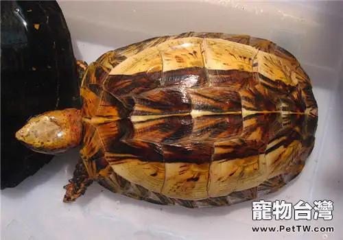 黃額閉殼龜的環境佈置建議