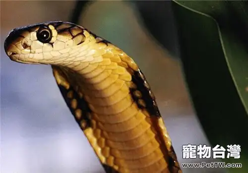 森林眼鏡蛇的形態特徵
