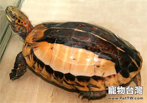 黃額閉殼龜的餵食注意事項(1圖)-寵物台灣