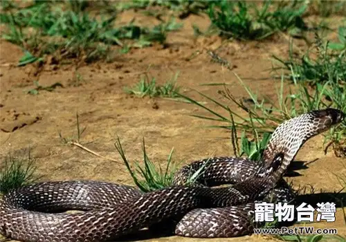 森林眼鏡蛇的飼養知識