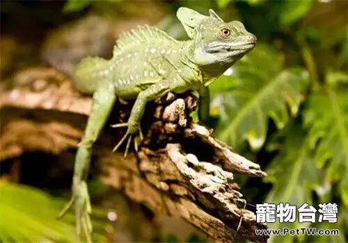 雙冠蜥的品種簡介(1圖)-寵物台灣
