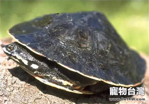 花面蟾龜的形態特徵(1圖)-寵物台灣