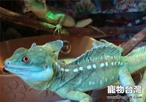 雙冠蜥的形態特徵(1圖)-寵物台灣