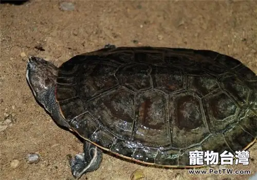 花面蟾龜的護理知識(1圖)-寵物台灣