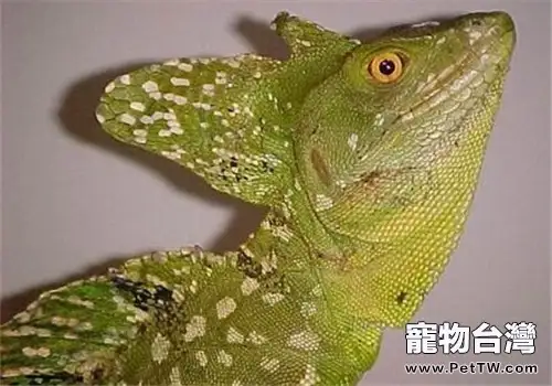雙冠蜥的生活環境(1圖)-寵物台灣