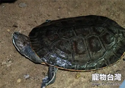花面蟾龜的生活環境(1圖)-寵物台灣