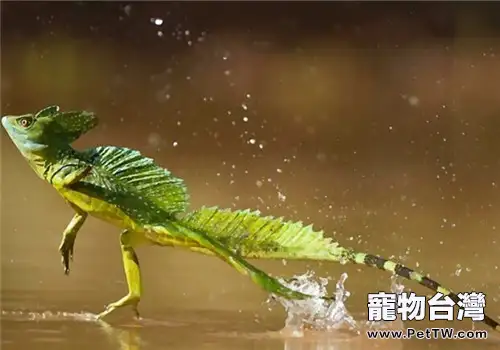 雙冠蜥的飼養知識(1圖)-寵物台灣
