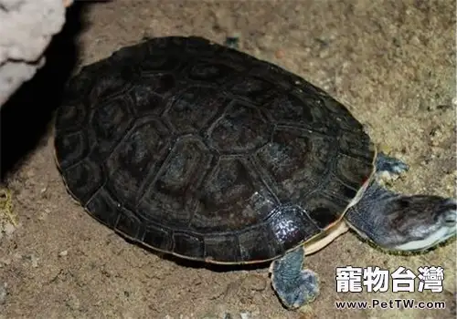 花面蟾龜的飼養要點(1圖)-寵物台灣