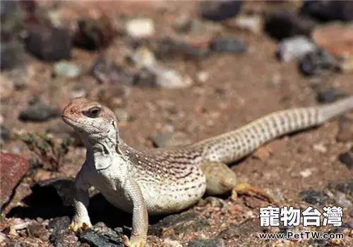 沙漠鬣蜥的品種簡介