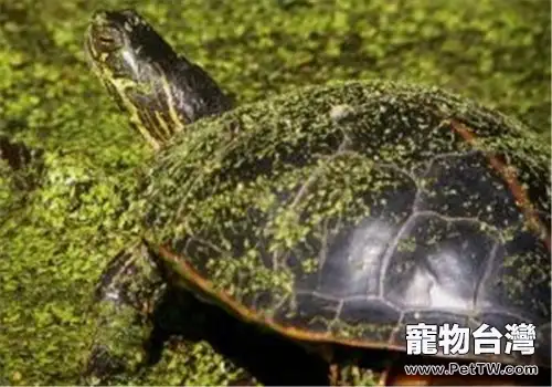 紅紋錦龜的外形特徵(1圖)-寵物台灣