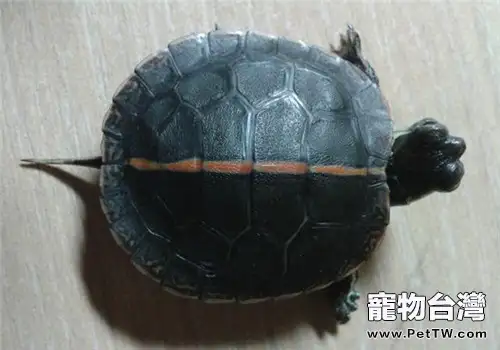 紅紋錦龜的飼養注意事項