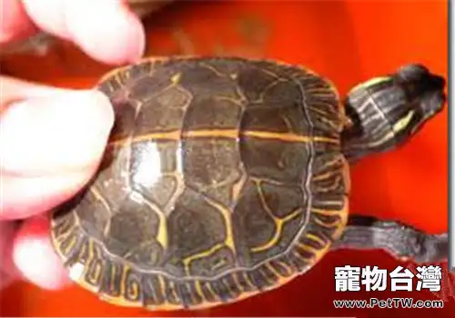 紅紋錦龜的環境要求(1圖)-寵物台灣