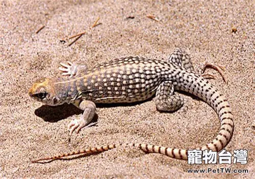 沙漠鬣蜥的飼養知識