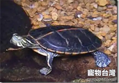 紅紋錦龜的食物選擇(1圖)-寵物台灣