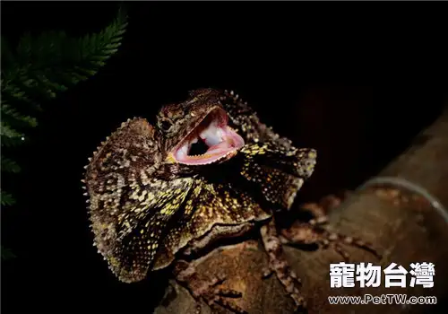 傘蜥的飼養知識