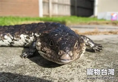 松果蜥的飼養知識