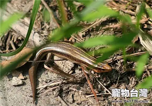 四線石龍子的形態特徵(1圖)-寵物台灣