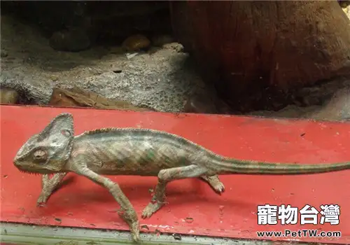 四線石龍子對生活環境的要求(1圖)-寵物台灣
