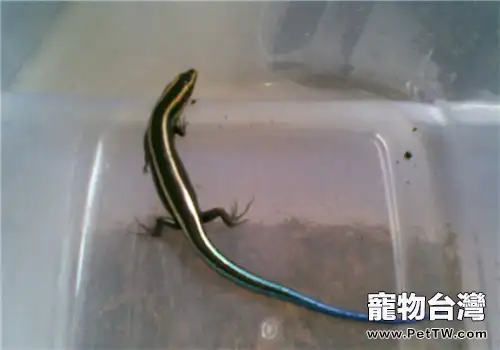 四線石龍子的飼養知識(1圖)-寵物台灣