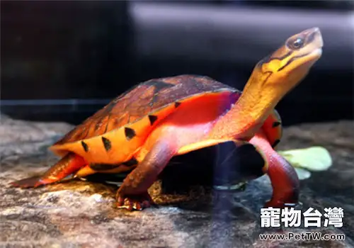 金錢龜的品種簡介(1圖)-寵物台灣