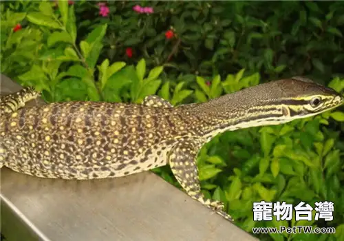 砂巨蜥的飼養知識