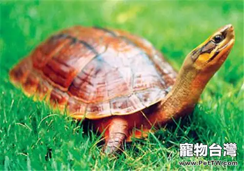 金錢龜的環境要求(1圖)-寵物台灣