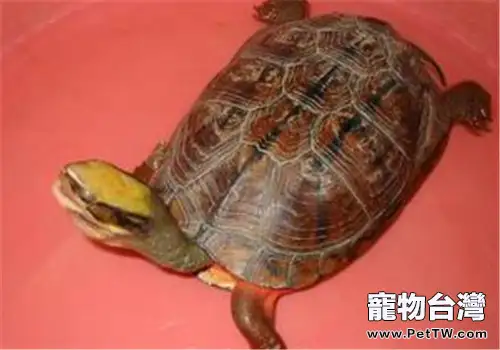 金錢龜吃什麼比較好?(1圖)-寵物台灣