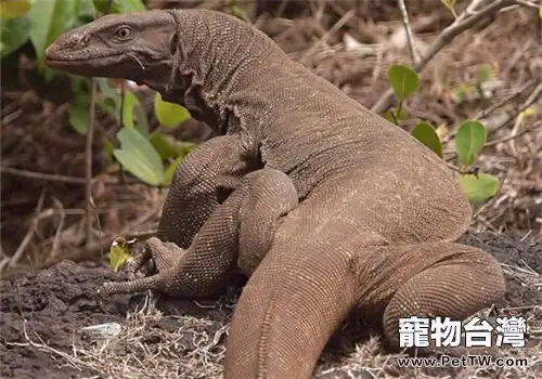 沙漠巨蜥的形態特徵