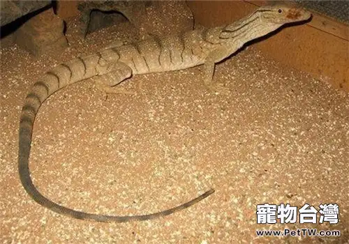 沙漠巨蜥的餵食要點