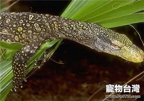 薩氏巨蜥的品種簡介(1圖)-寵物台灣