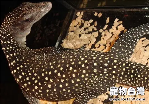 薩氏巨蜥的生活環境(1圖)-寵物台灣