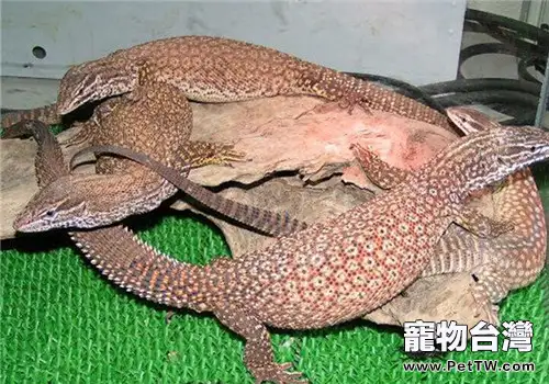 薩氏巨蜥的飼養知識(1圖)-寵物台灣