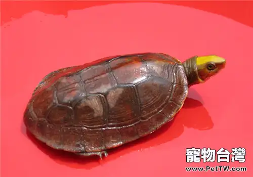 金頭閉殼龜的品種簡介
