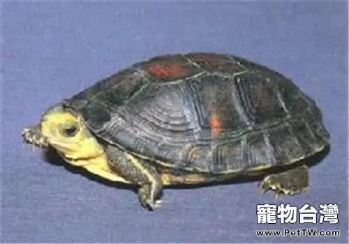 金頭閉殼龜的外貌特徵