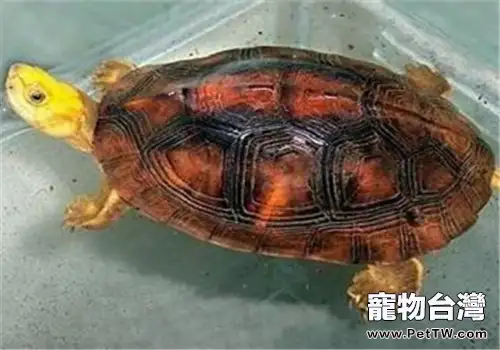 金頭閉殼龜的生活環境