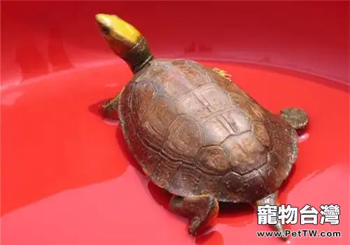 金頭閉殼龜吃什麼？