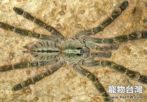 石板紅華麗雨林的形態特徵(1圖)-寵物台灣