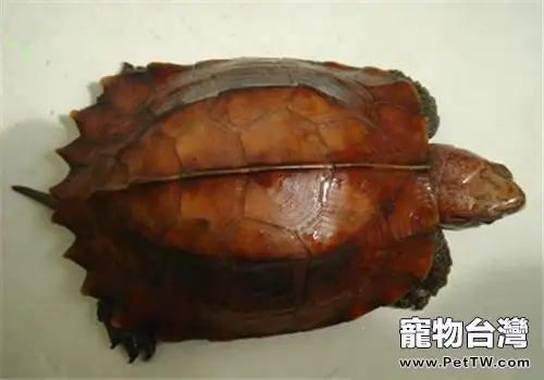 鋸緣攝龜的品種簡介(1圖)-寵物台灣