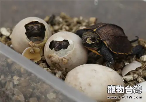 鋸緣攝龜的飼養方法