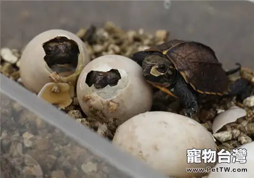 鋸緣攝龜的飼養方法(1圖)-寵物台灣