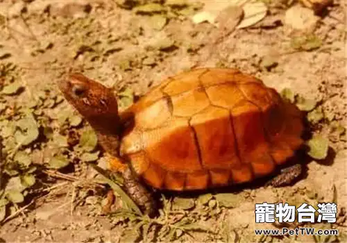 鋸緣攝龜的生活環境(1圖)-寵物台灣