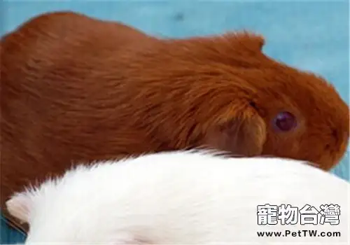 斯蘭德天竺鼠的飼養知識(1圖)-寵物台灣
