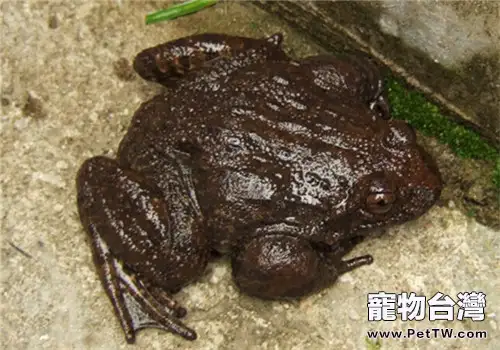 石蛙的形態特徵(1圖)-寵物台灣