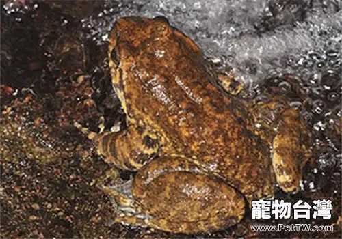石蛙的生活環境(1圖)-寵物台灣