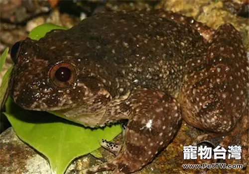 石蛙的飼養知識