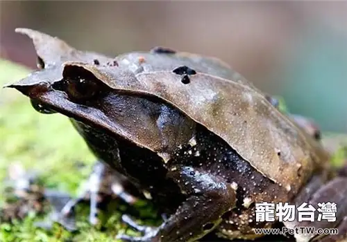 三角枯葉蛙的生活環境