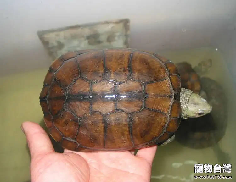 養殖柴棺龜(石金錢龜 黃喉擬水龜 )參考資料(1圖)-寵物台灣