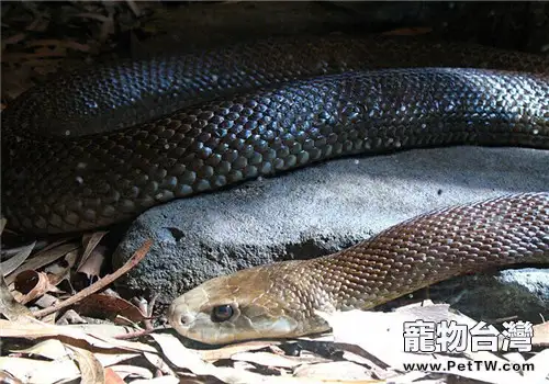 太攀蛇飼養知識