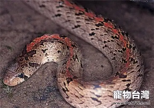 台灣小頭蛇的品種簡介